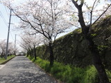 2014年4月2日、隼人の桜・さくら・SAKURA