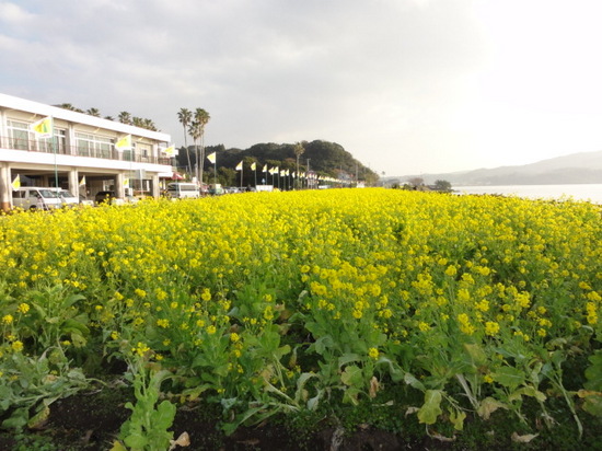 池田湖と菜の花.JPG