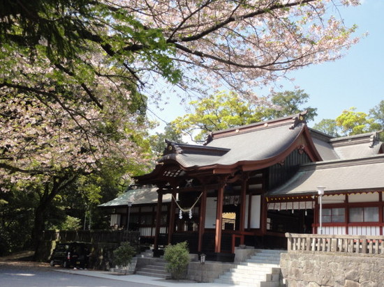 鹿児島神宮の桜.JPG
