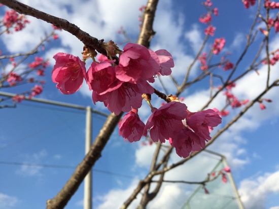 寒桜も満開　２０１６.JPG