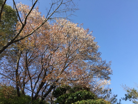 山桜２０１６.JPG