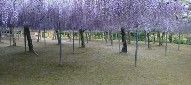 自生するノカイドウと和気神社の藤 自生するノカイドウと和気神社の藤